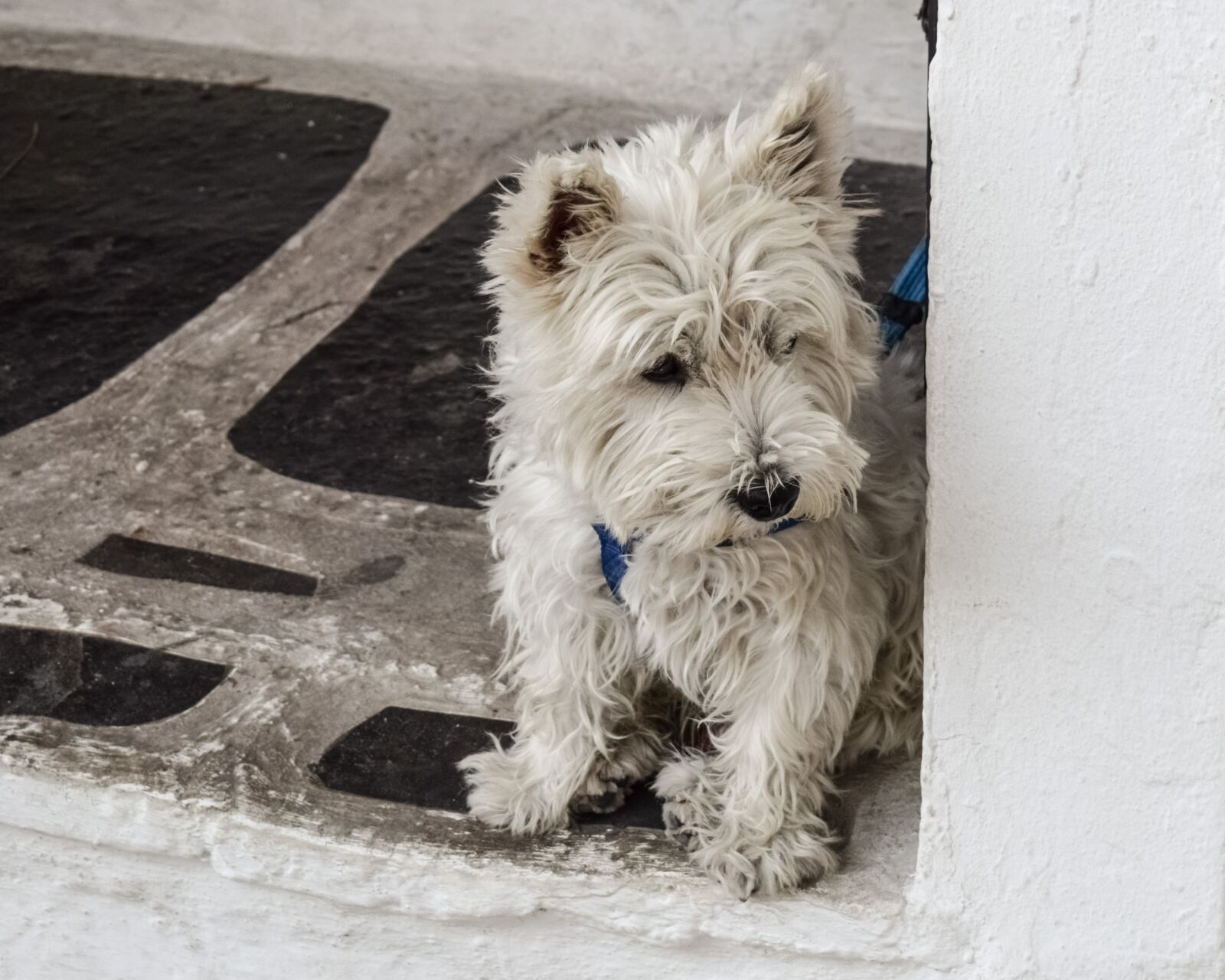 Nikon D3300 sample photo. Dog, young, pet photography