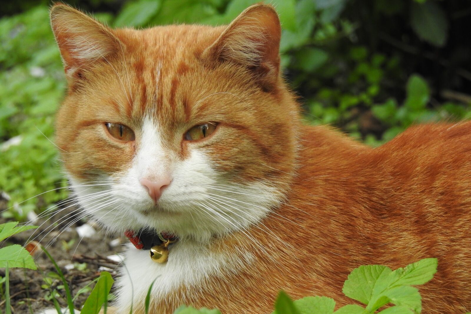 Nikon Coolpix P900 sample photo. Animals, charming, mammals photography