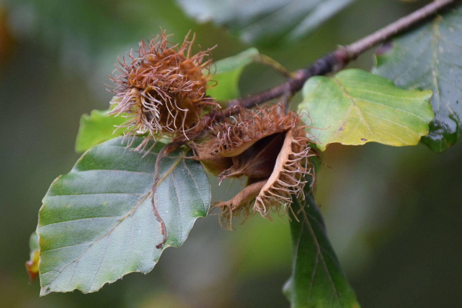 Nikon D3300 sample photo. Autumn, bokollon, boklöv photography