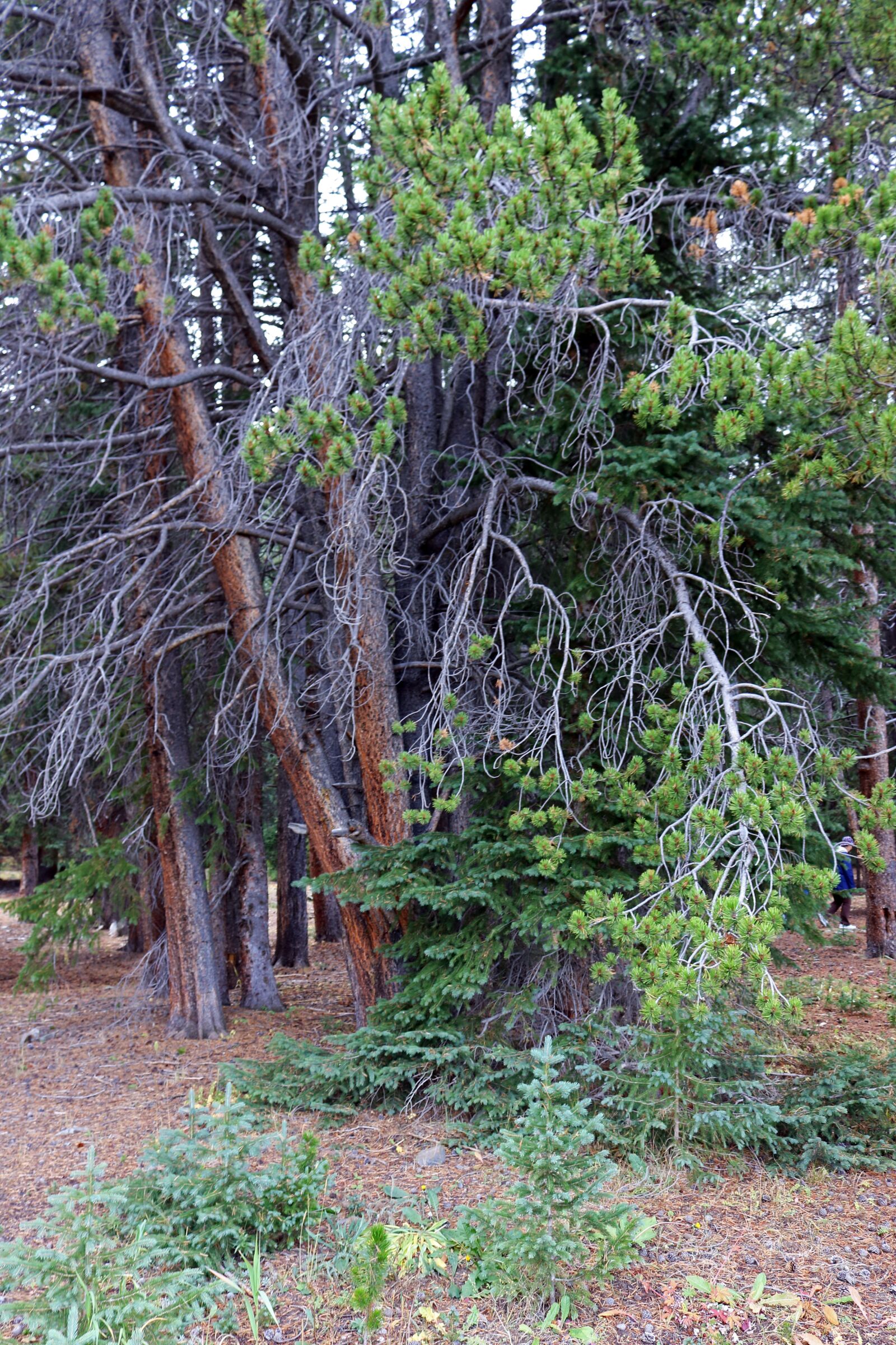 Canon EOS 750D (EOS Rebel T6i / EOS Kiss X8i) sample photo. Trees, twisted, branches photography