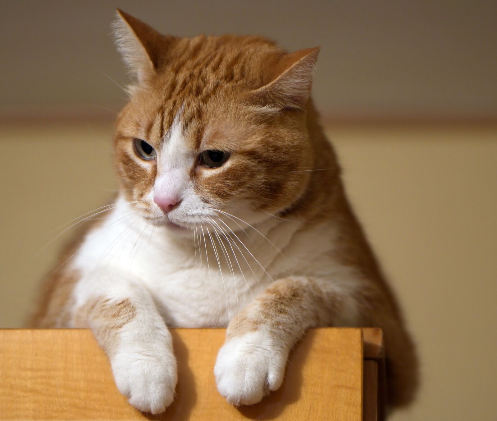 Nikon D5300 sample photo. Cat, blonde, closet photography