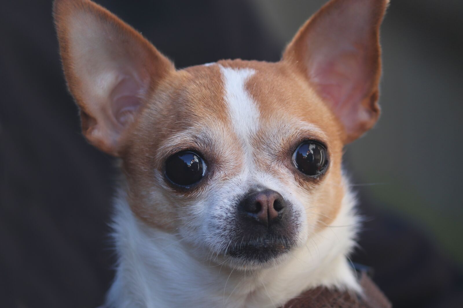 Canon EOS 200D (EOS Rebel SL2 / EOS Kiss X9) sample photo. Chihuahua, dog, portrait photography