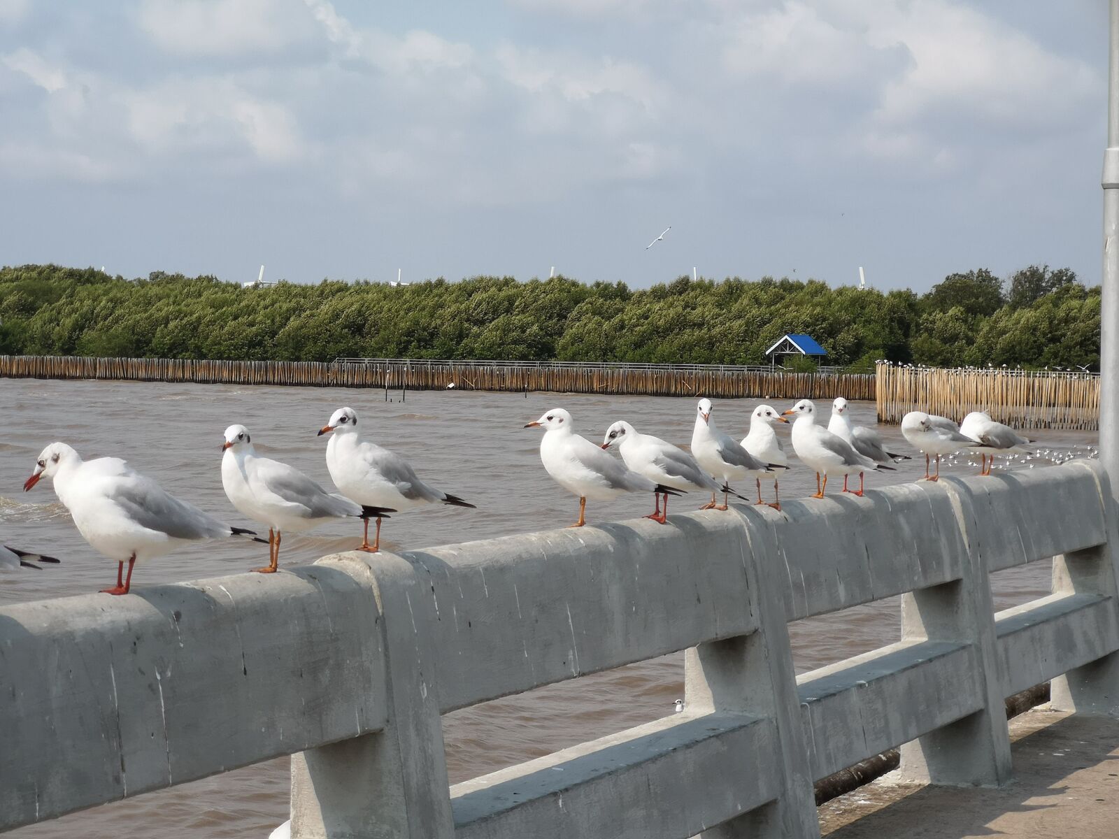 HUAWEI CLT-L29 sample photo. Seagull, sea, animal photography