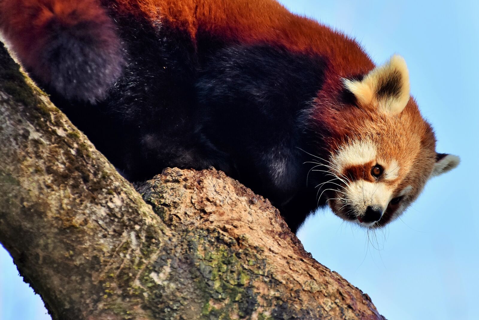Nikon D7200 sample photo. Panda, brown panda, red photography