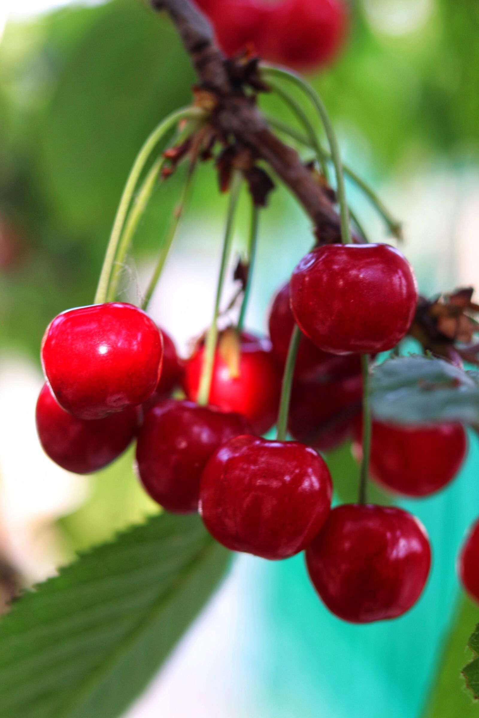 Canon EOS 200D (EOS Rebel SL2 / EOS Kiss X9) + Canon EF 50mm F1.8 STM sample photo. Cherry, fruit, red fruit photography