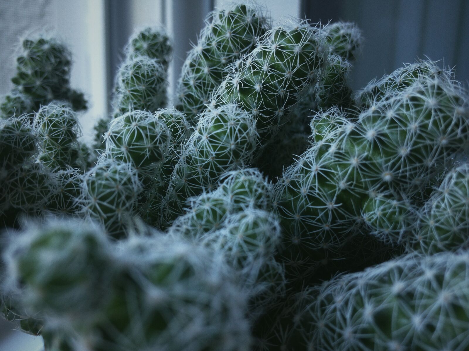 iPhone 4S back camera 4.28mm f/2.4 sample photo. Cactus, green, macro, plant photography