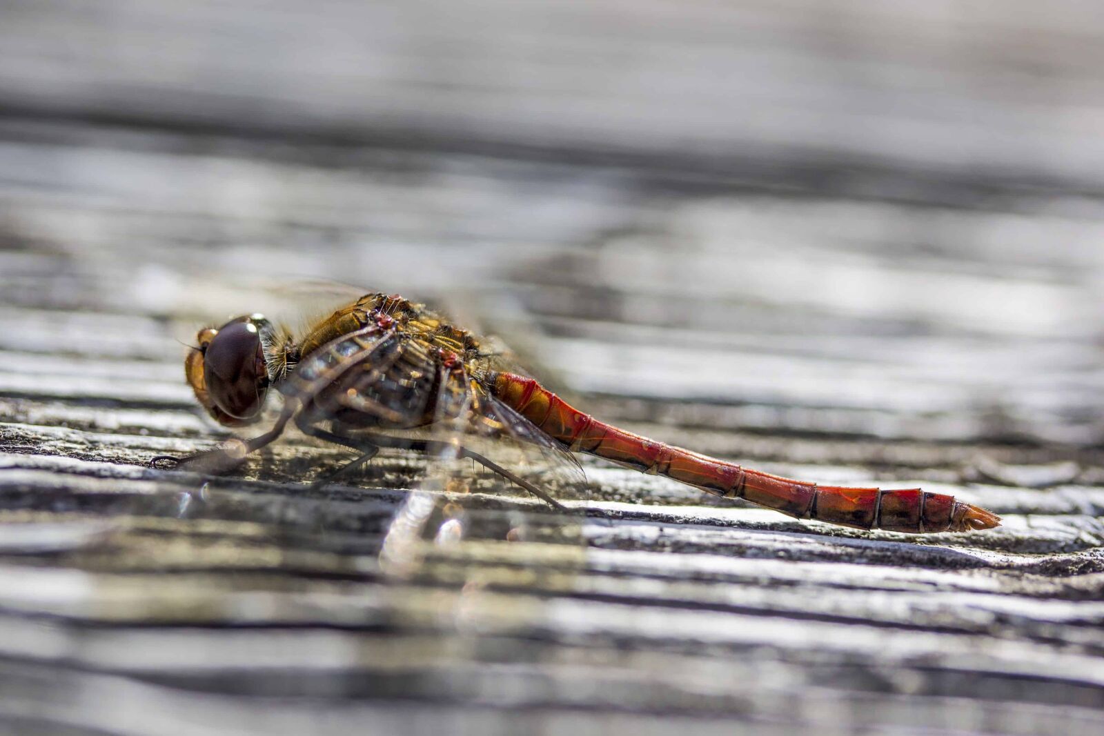 Canon EOS 1100D (EOS Rebel T3 / EOS Kiss X50) sample photo. Insect, nature, wildlife, dragonfly photography