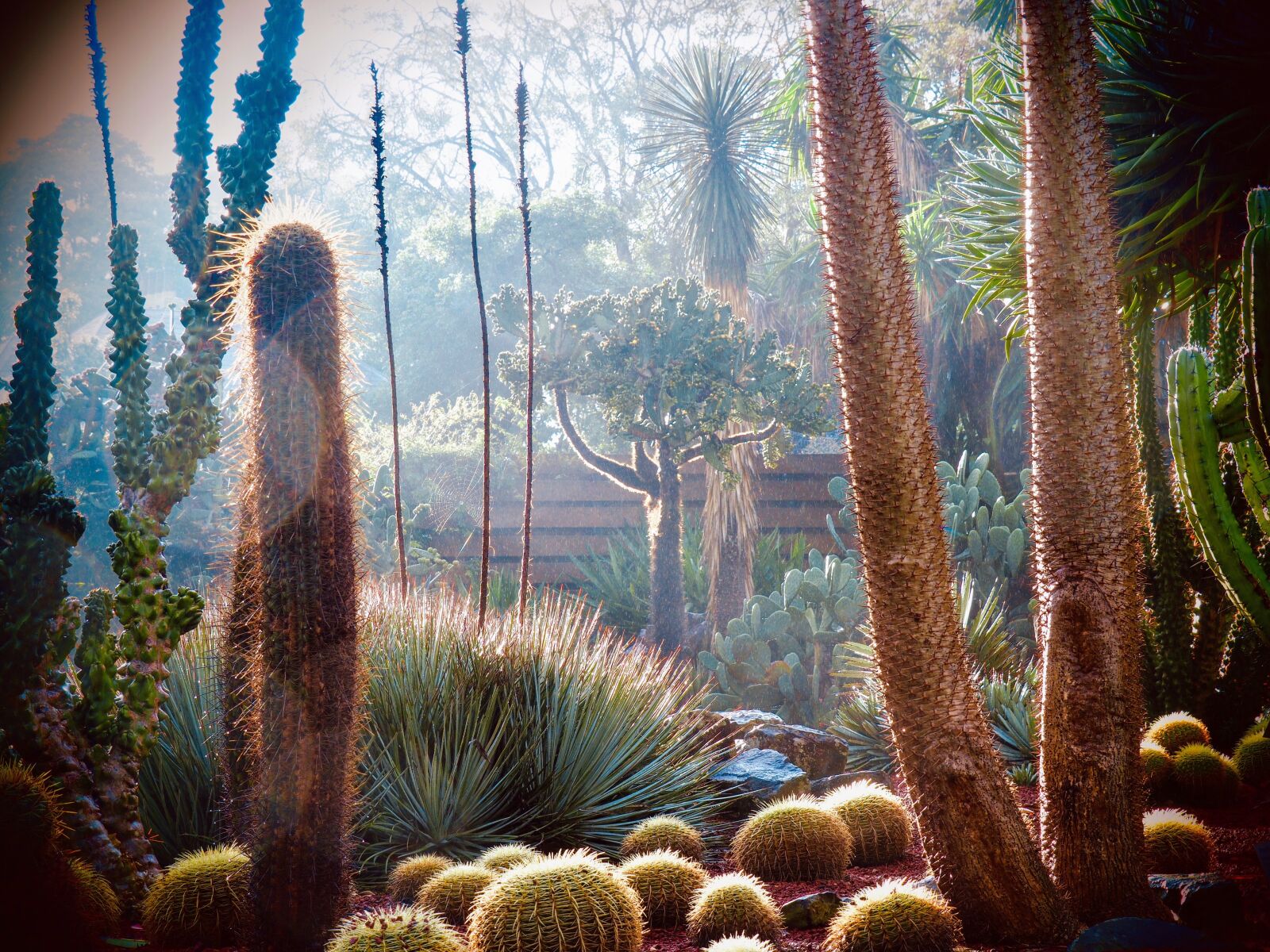Olympus PEN-F sample photo. Cactus, garden, succulent photography