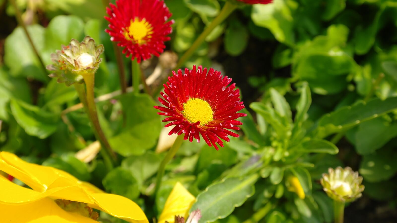 Samsung NX10 sample photo. Daisies, red, flower photography