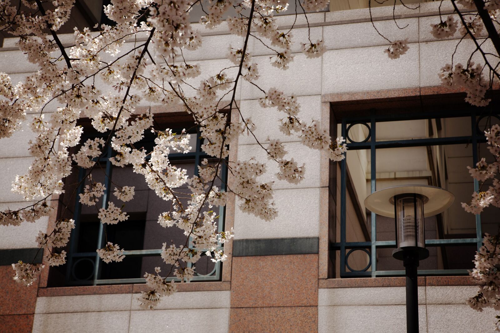 Canon EOS 5D sample photo. Spring, pink, sakura photography