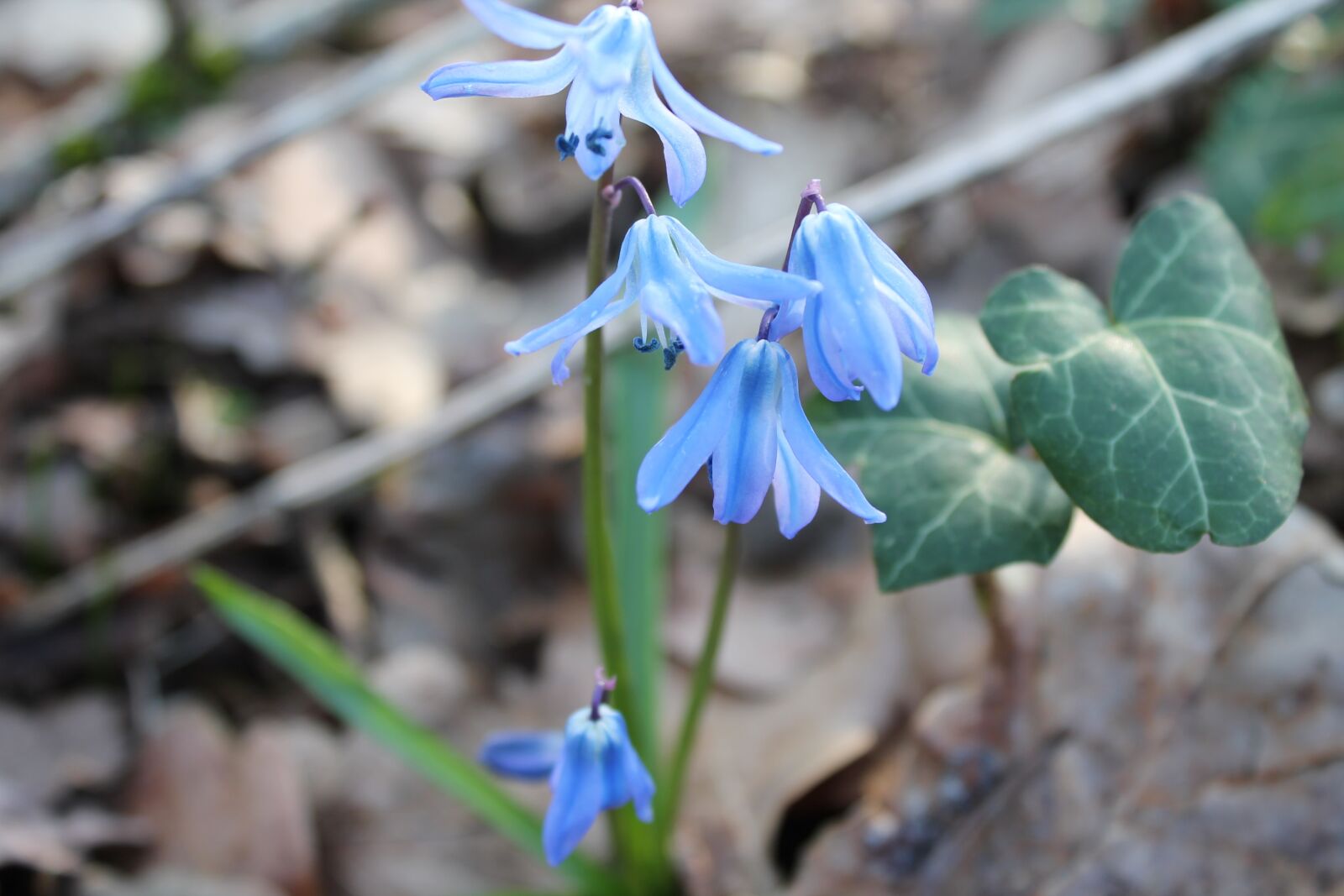 Canon EOS 1100D (EOS Rebel T3 / EOS Kiss X50) sample photo. Blue star, scilla, early photography