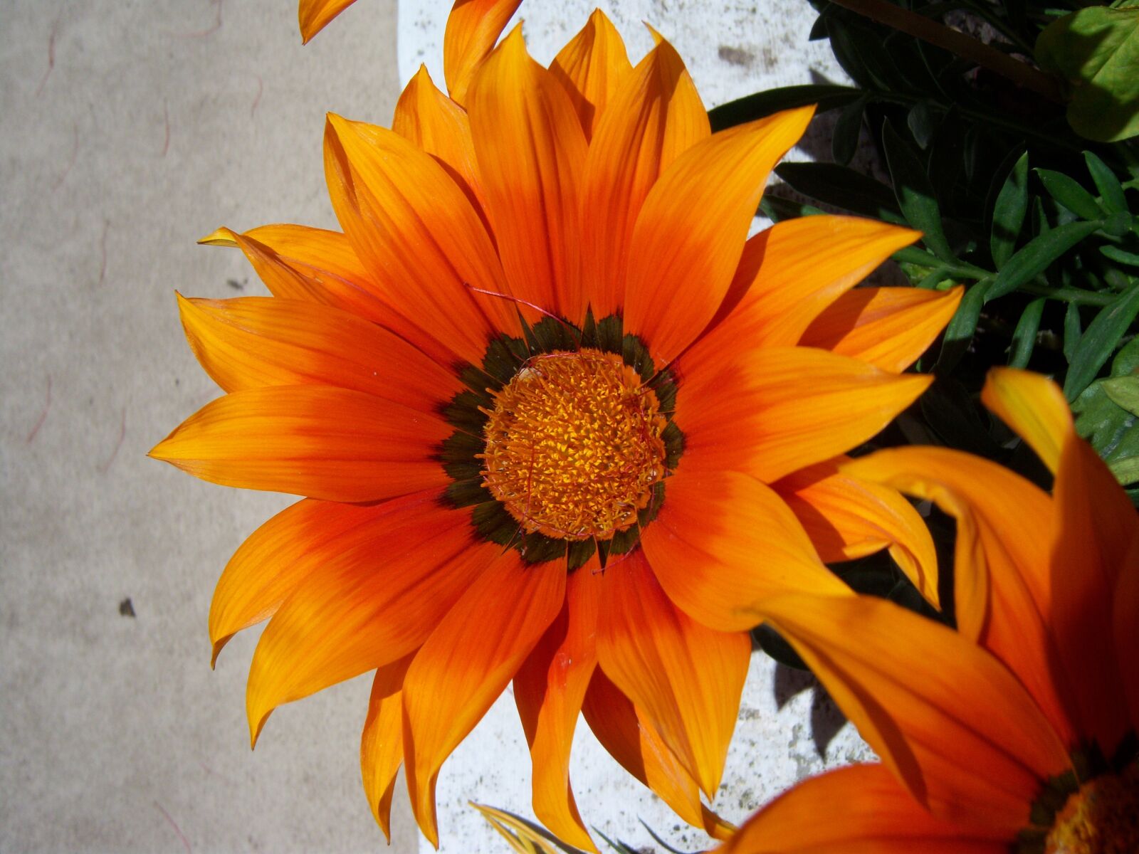 Kodak EASYSHARE V1003 ZOOM DIGITAL CAMERA sample photo. Flower, orange, single photography