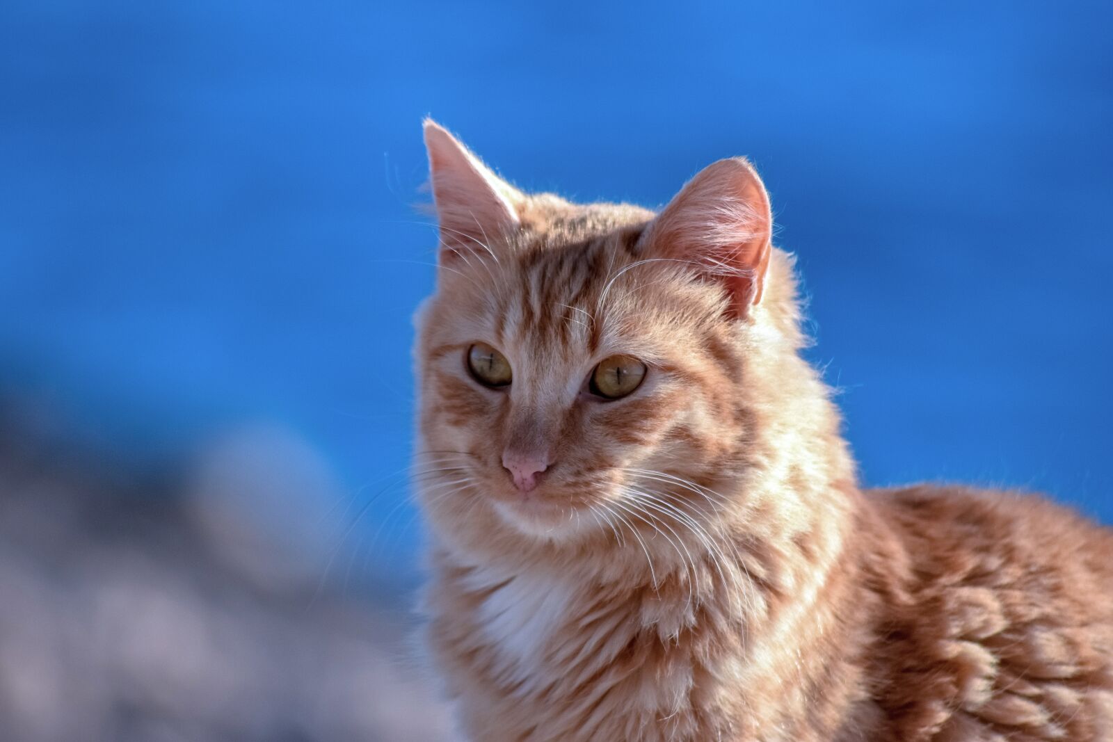 Nikon D3300 sample photo. Cat, cute, kitten photography