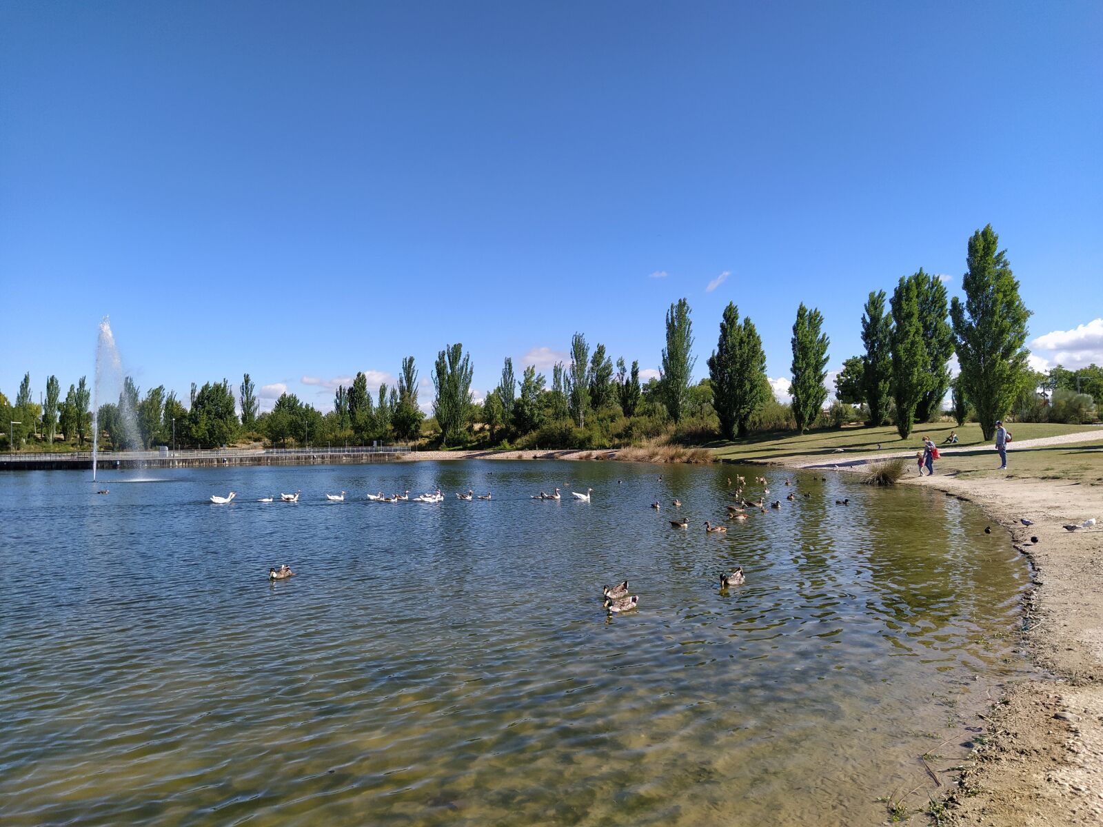 Xiaomi Mi A3 sample photo. Pond, ducks, park photography