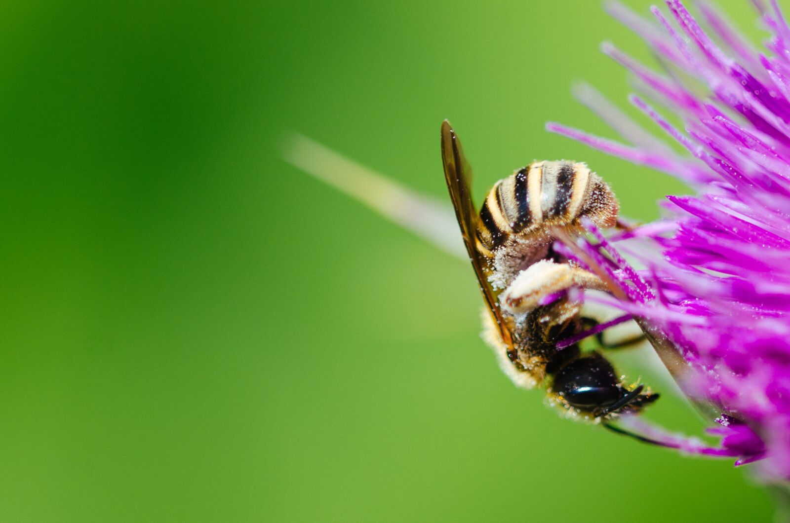 Nikon D7000 sample photo. Animal, bee, bumblebee photography