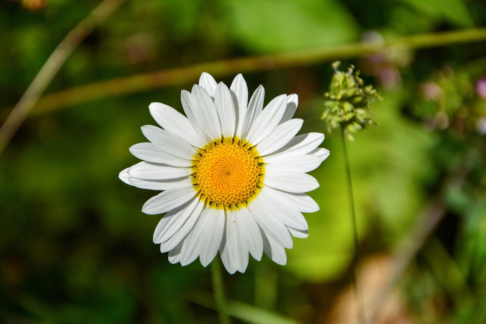Nikon D7100 sample photo. Daisy, flower, nature photography