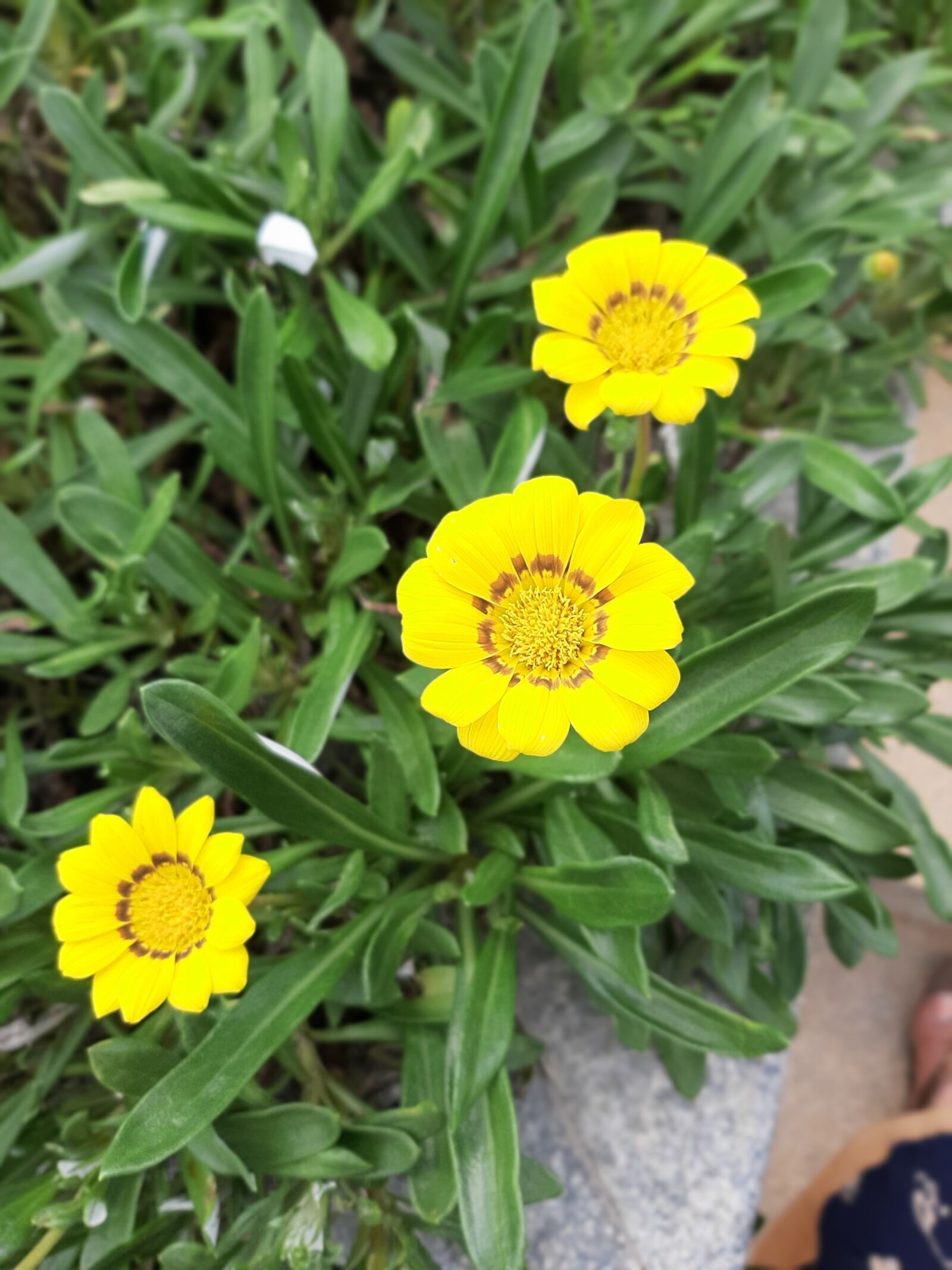 Samsung SM-A505F sample photo. Flowers, yellow, grass photography