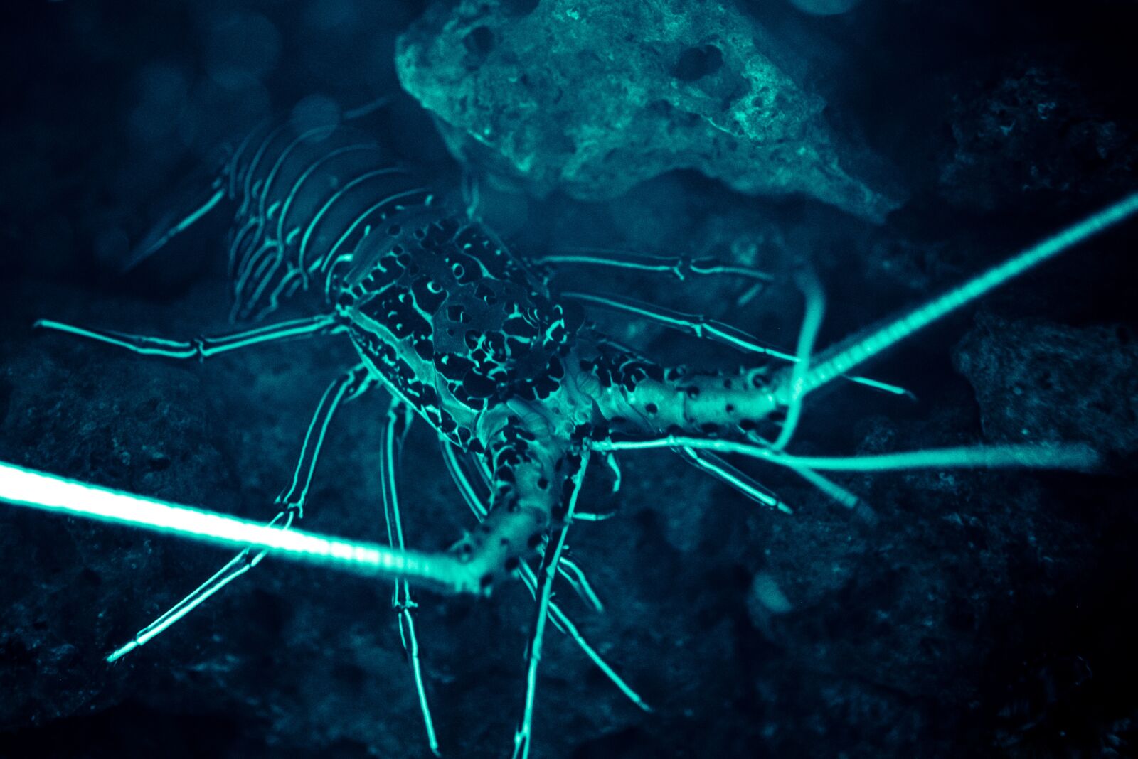 Nikon D610 sample photo. Crawfish, sea animal, underwater photography