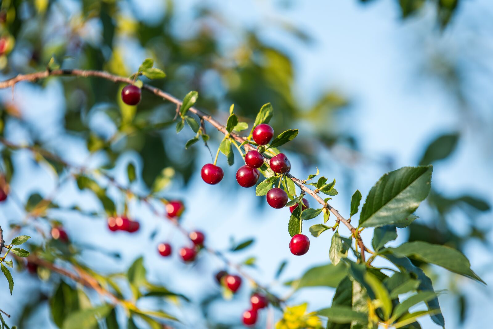 Nikon D7200 sample photo. Cherry, berry, red photography