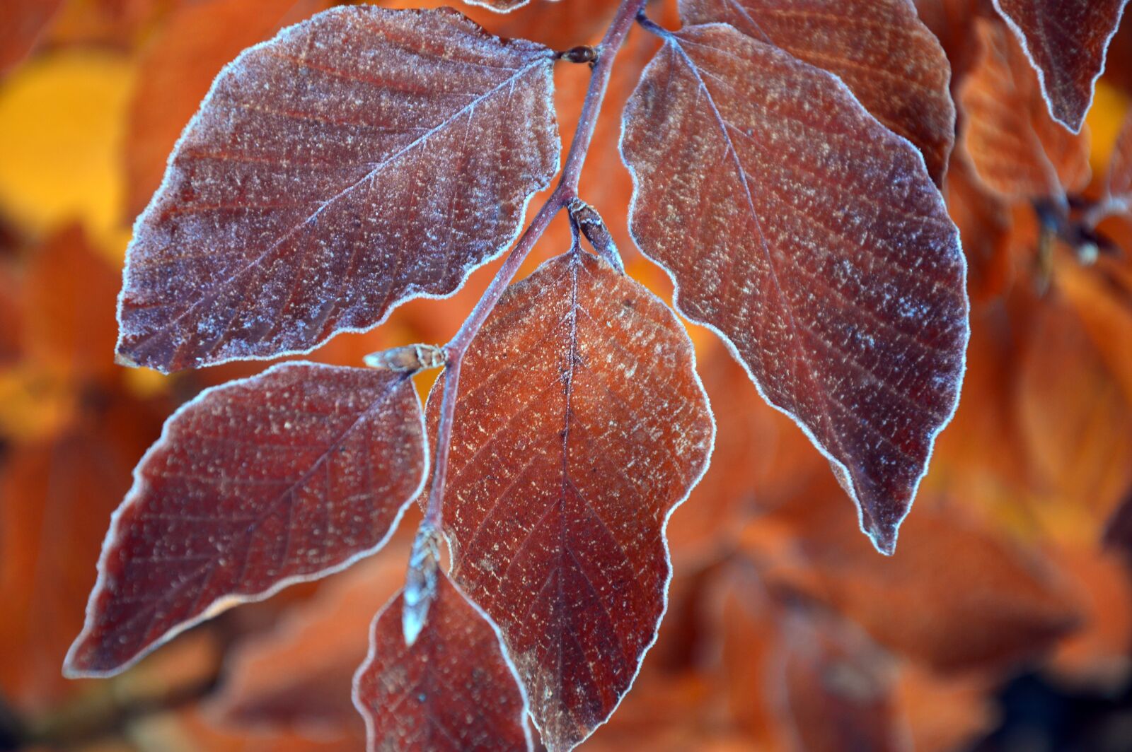Nikon D3200 sample photo. Leaves, fall leaves, fall photography