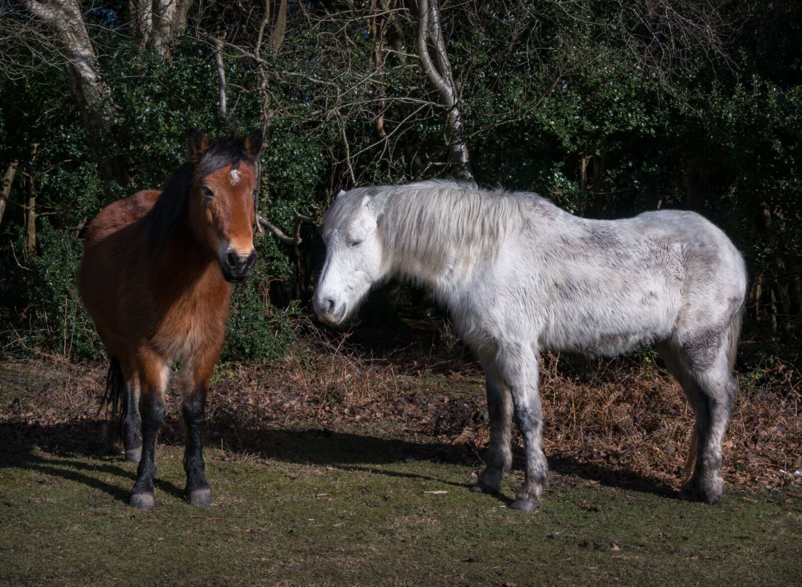 Sony a7R II + Sony Vario Tessar T* FE 24-70mm F4 ZA OSS sample photo. Mammal, farm, cavalry photography