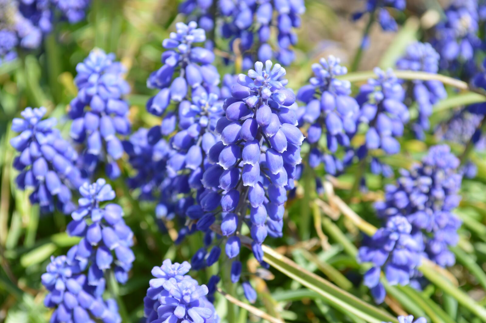 Nikon D3200 sample photo. Nature, flower, flora photography