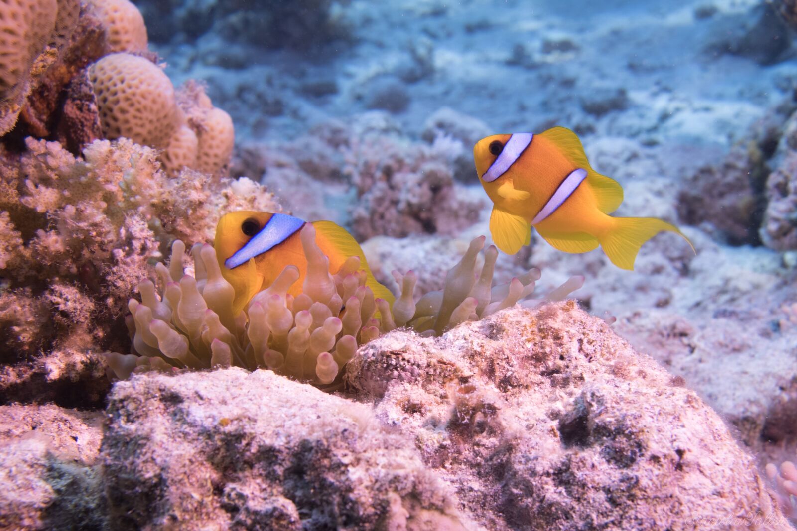 Canon EOS 750D (EOS Rebel T6i / EOS Kiss X8i) sample photo. Underwater, ocean, coral photography