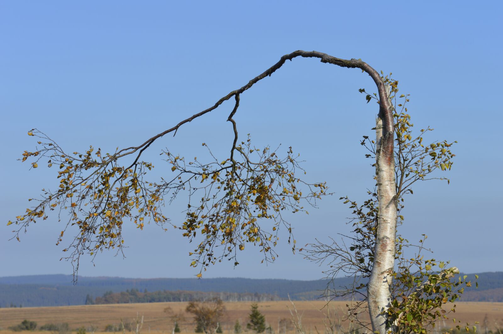 Nikon D3200 sample photo. Birch, tree, nature photography