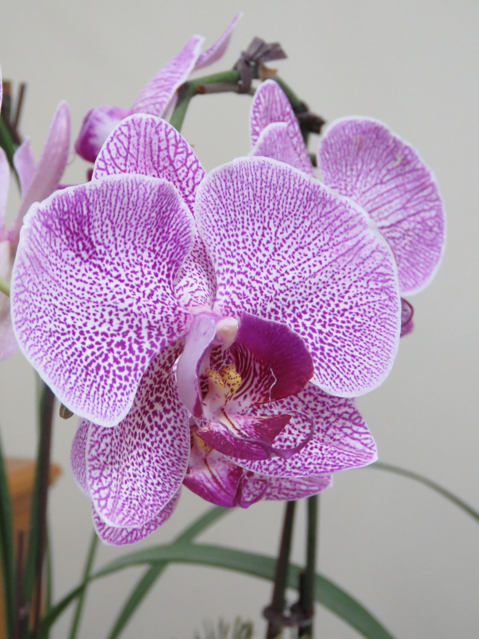 Canon PowerShot SX60 HS sample photo. Violet orchid, beautiful orchid photography