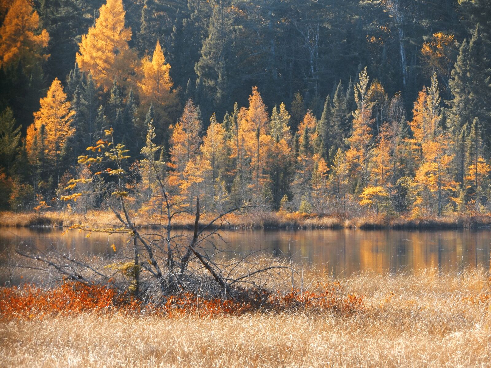 Fujifilm FinePix S8600 sample photo. Autumn, forest, wilderness photography
