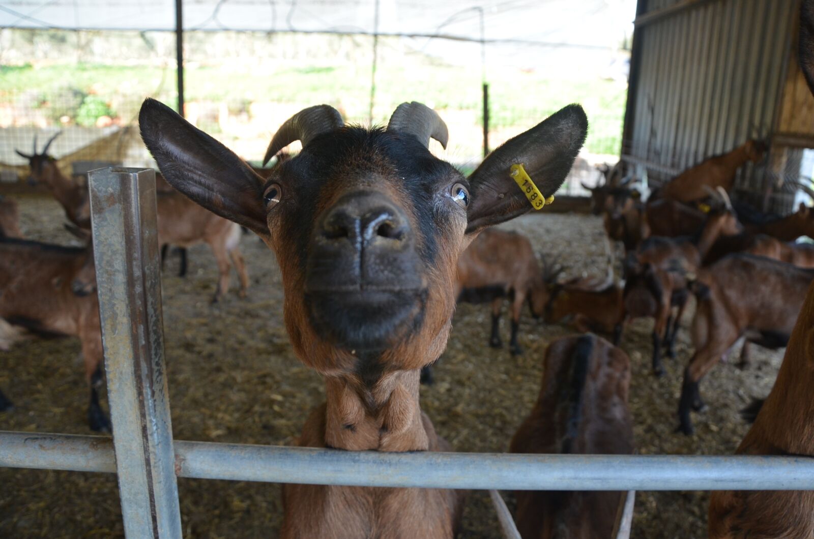 Nikon D5100 sample photo. Goat, fun, farm photography