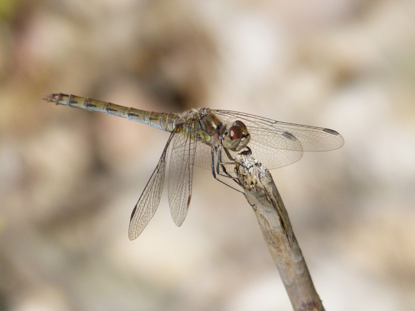 Leica V-Lux 2 sample photo. Dragonfly, yellow dragonfly, sympetrum photography