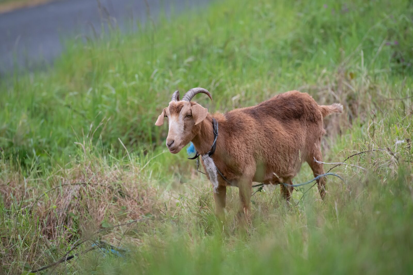 Nikon D850 sample photo. Goat, animal, livestock photography