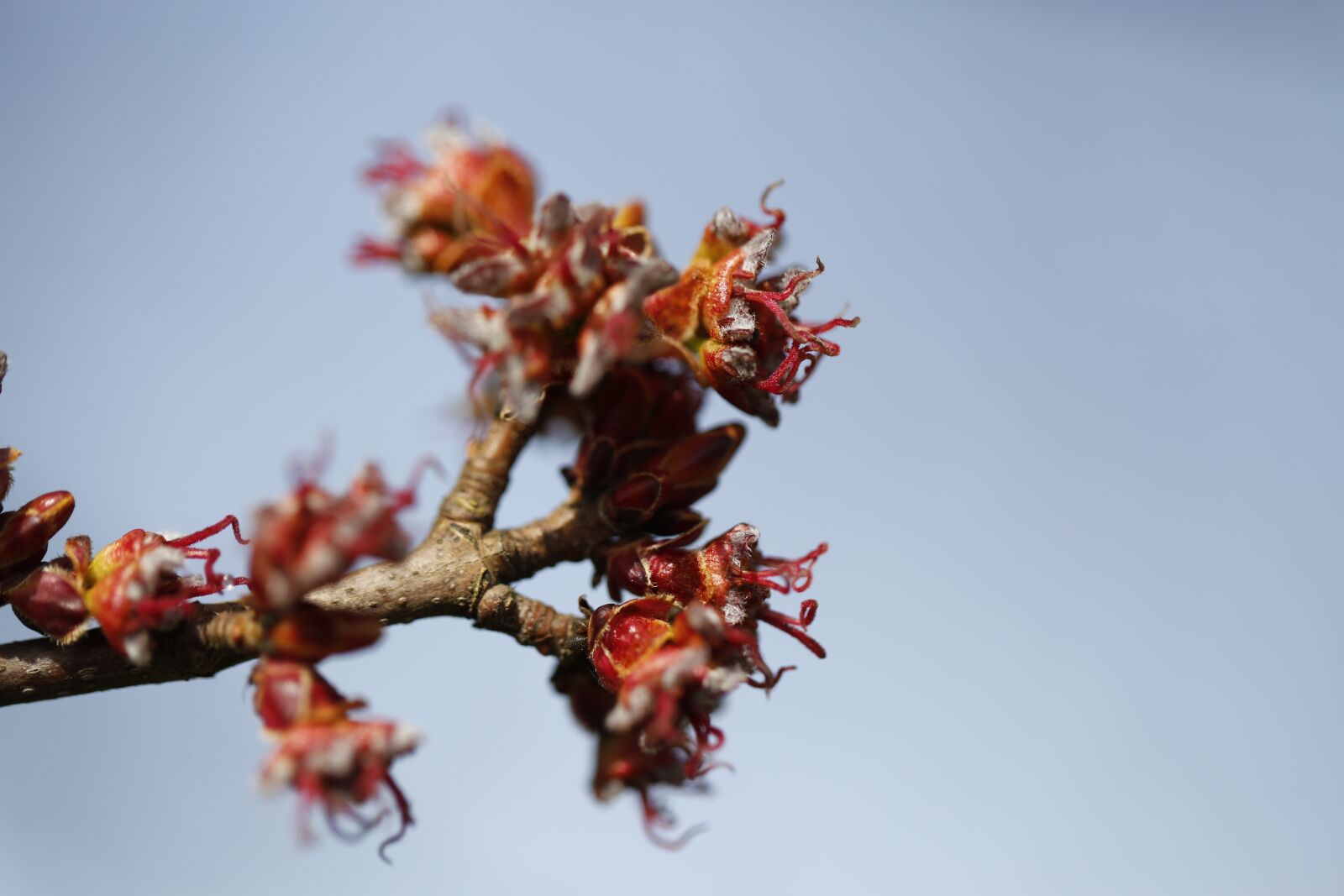 Canon EF 100mm F2.8L Macro IS USM sample photo. Spring, plant, engine photography