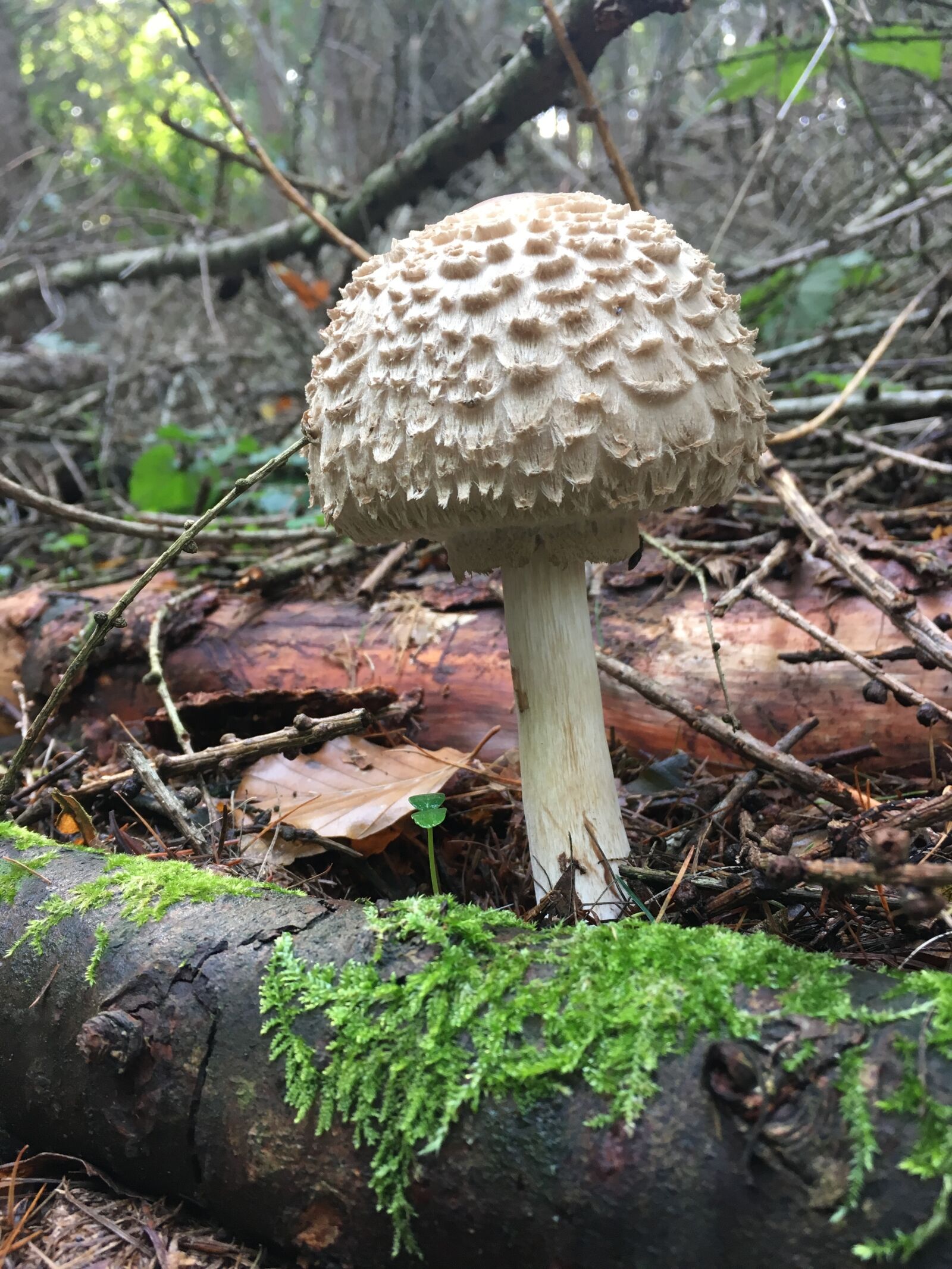 Apple iPhone SE sample photo. Nature, mushroom, wood photography