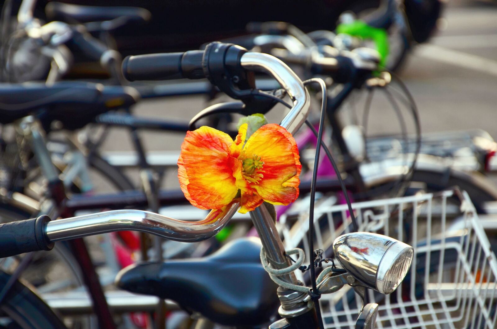 Nikon D5100 sample photo. Bicycle, metal, flower, bulb photography