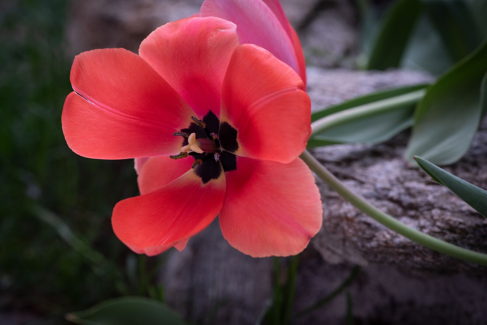 Nikon D750 sample photo. Tulip, flower, blossom photography