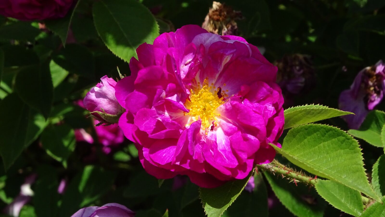 Sony Cyber-shot DSC-HX400V sample photo. Rose, bush, rose blooms photography