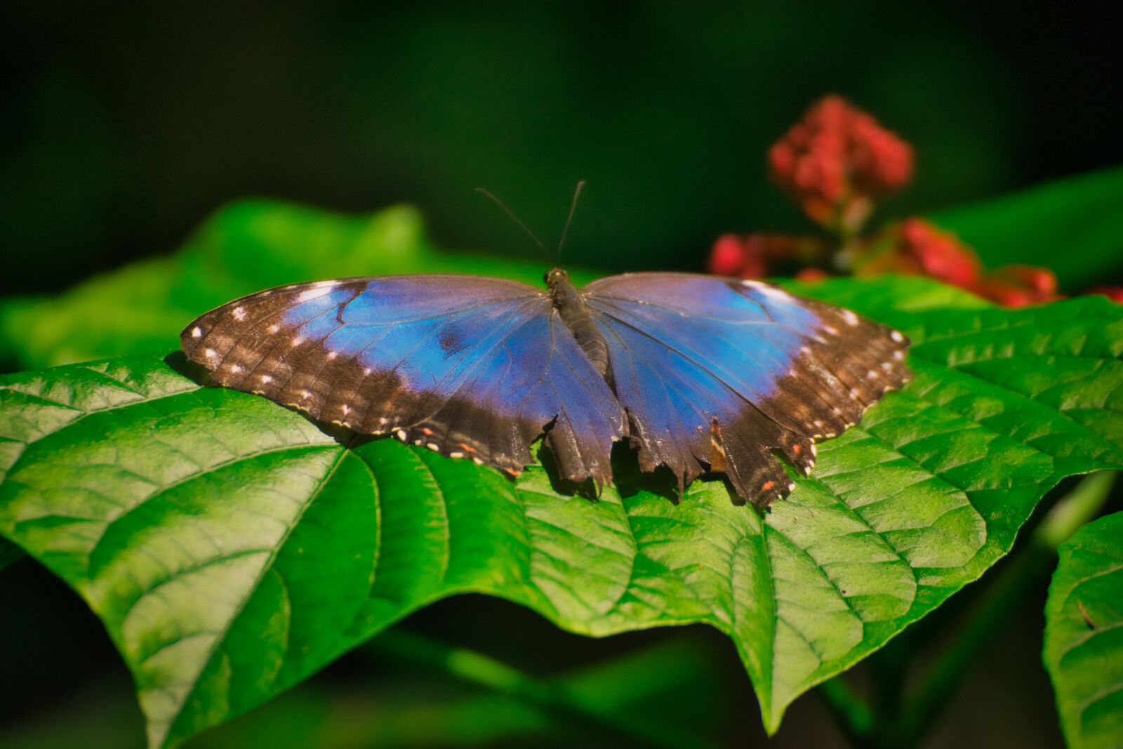 Nikon D5300 sample photo. Butterfly, insect, wing photography