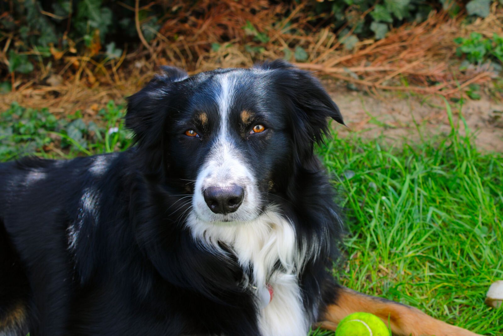 Canon EOS 2000D (EOS Rebel T7 / EOS Kiss X90 / EOS 1500D) sample photo. Dog, border collie, pet photography