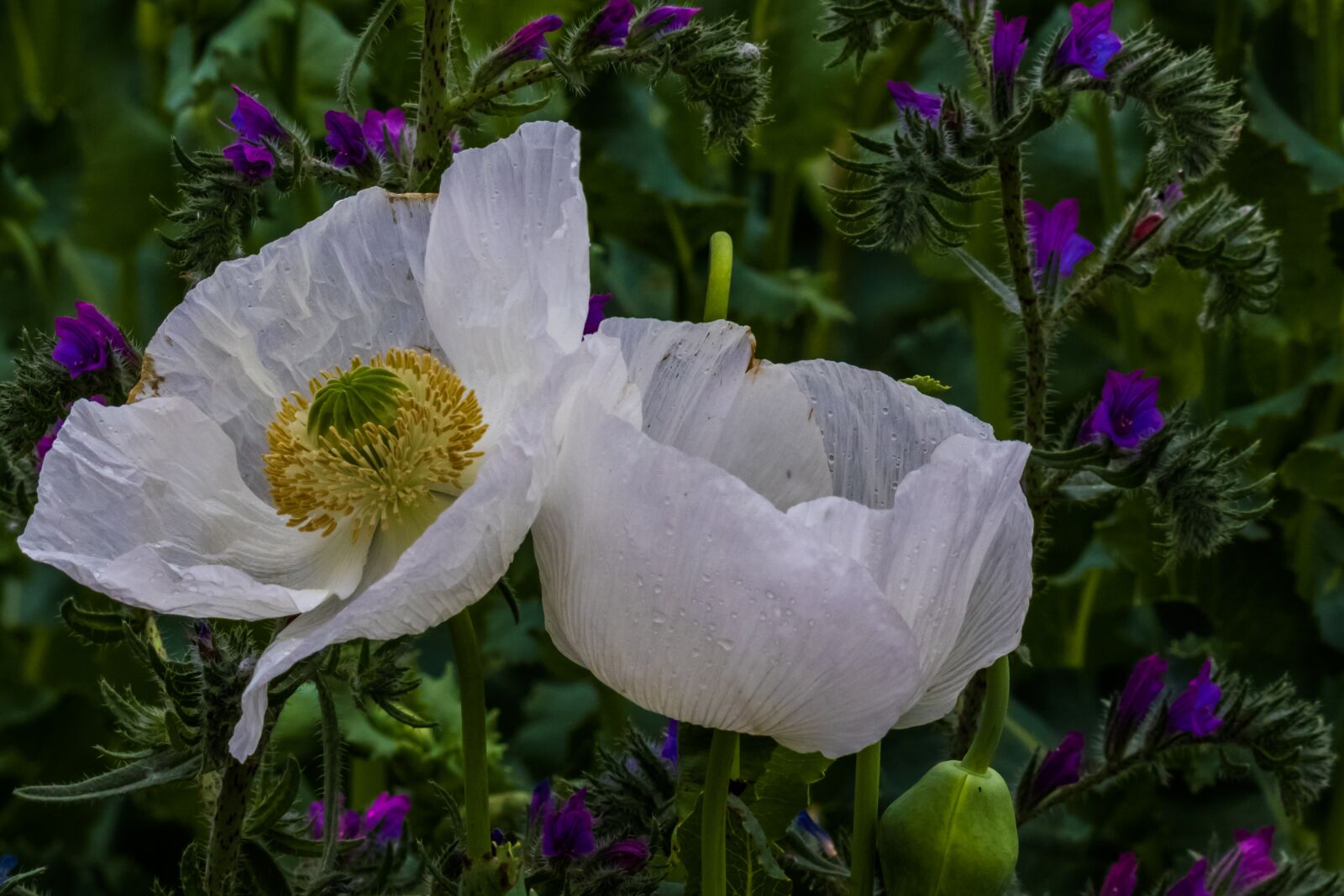 Canon EOS 7D Mark II sample photo. Espa a la bella photography