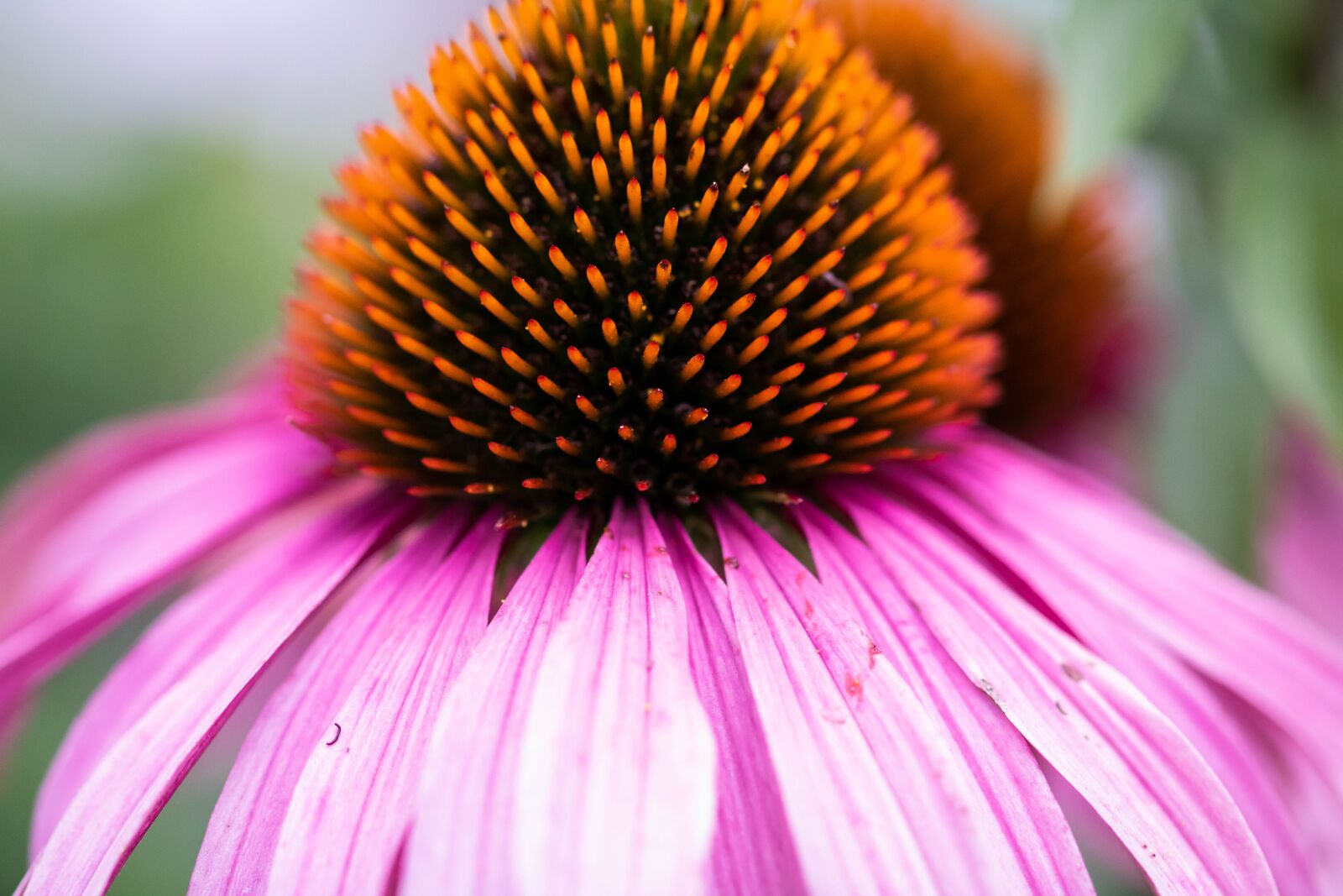 Canon EOS 750D (EOS Rebel T6i / EOS Kiss X8i) sample photo. Echinacea, flower, nature photography