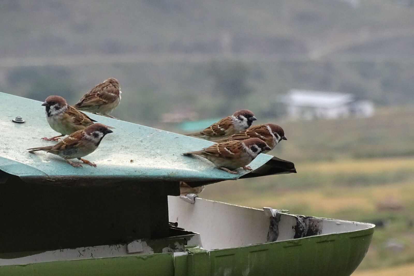 Sony Cyber-shot DSC-HX400V sample photo. Top, sparrow, bird photography