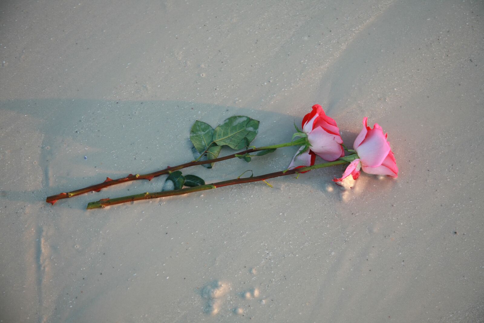 Canon EOS 5D sample photo. Two, roses, beach photography