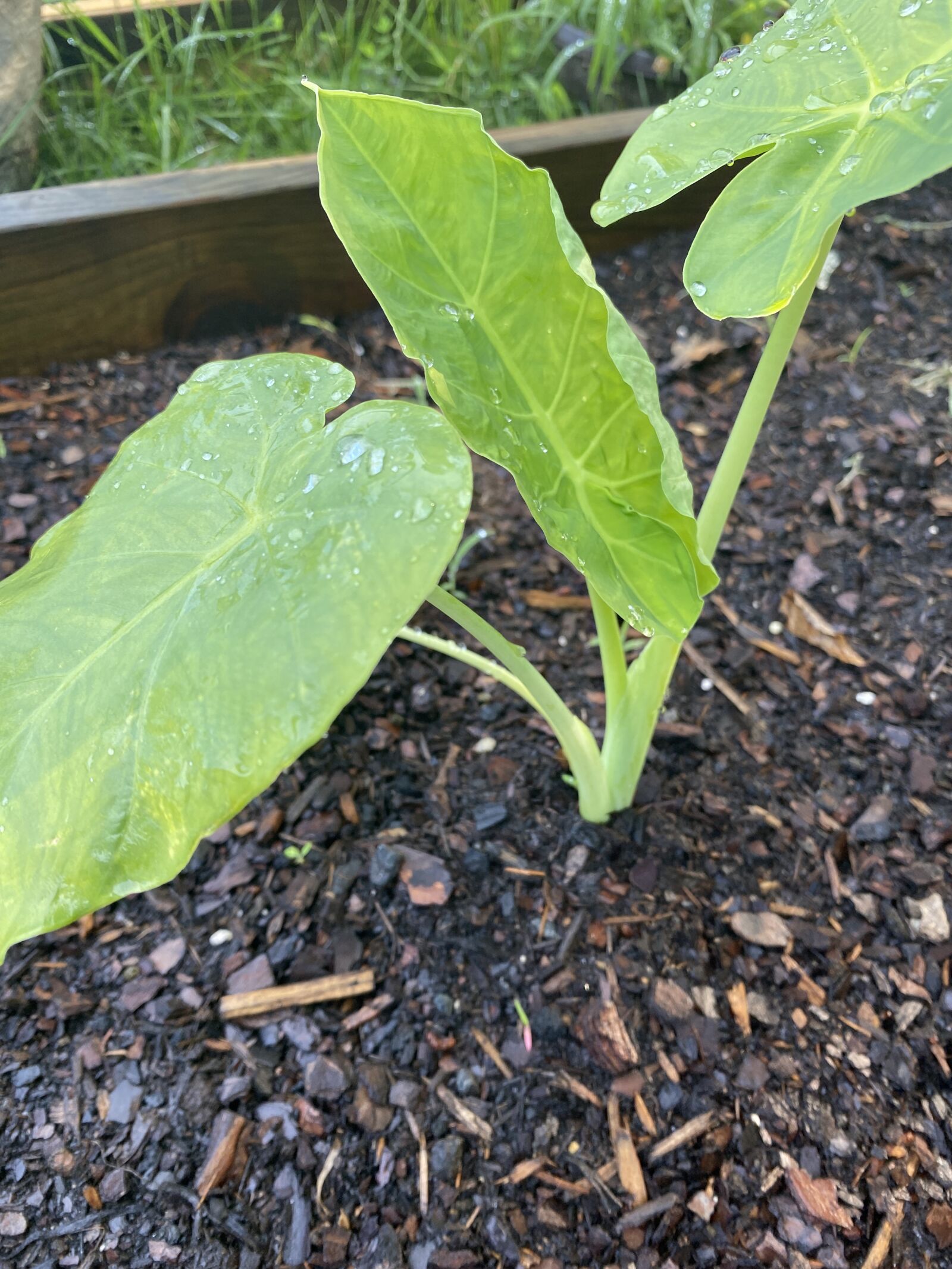 Apple iPhone 11 sample photo. Plant, lettuce, salad tags photography