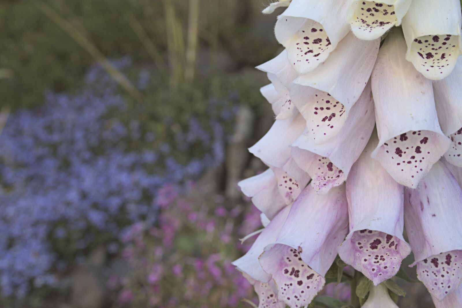 Canon EOS 1300D (EOS Rebel T6 / EOS Kiss X80) sample photo. Foxglove, garden, macro photography
