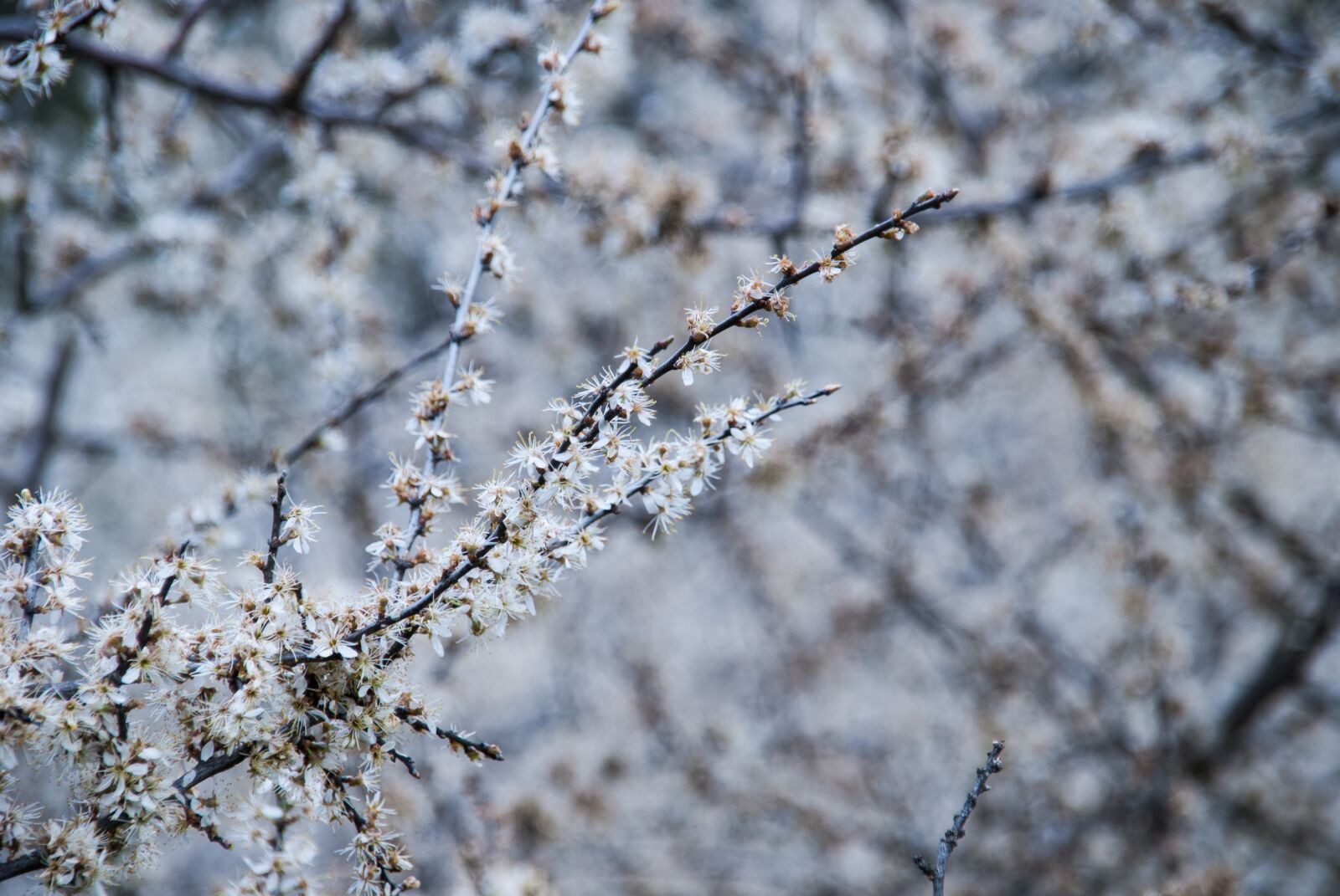 Nikon D80 sample photo. Branch, white flowers, spring photography