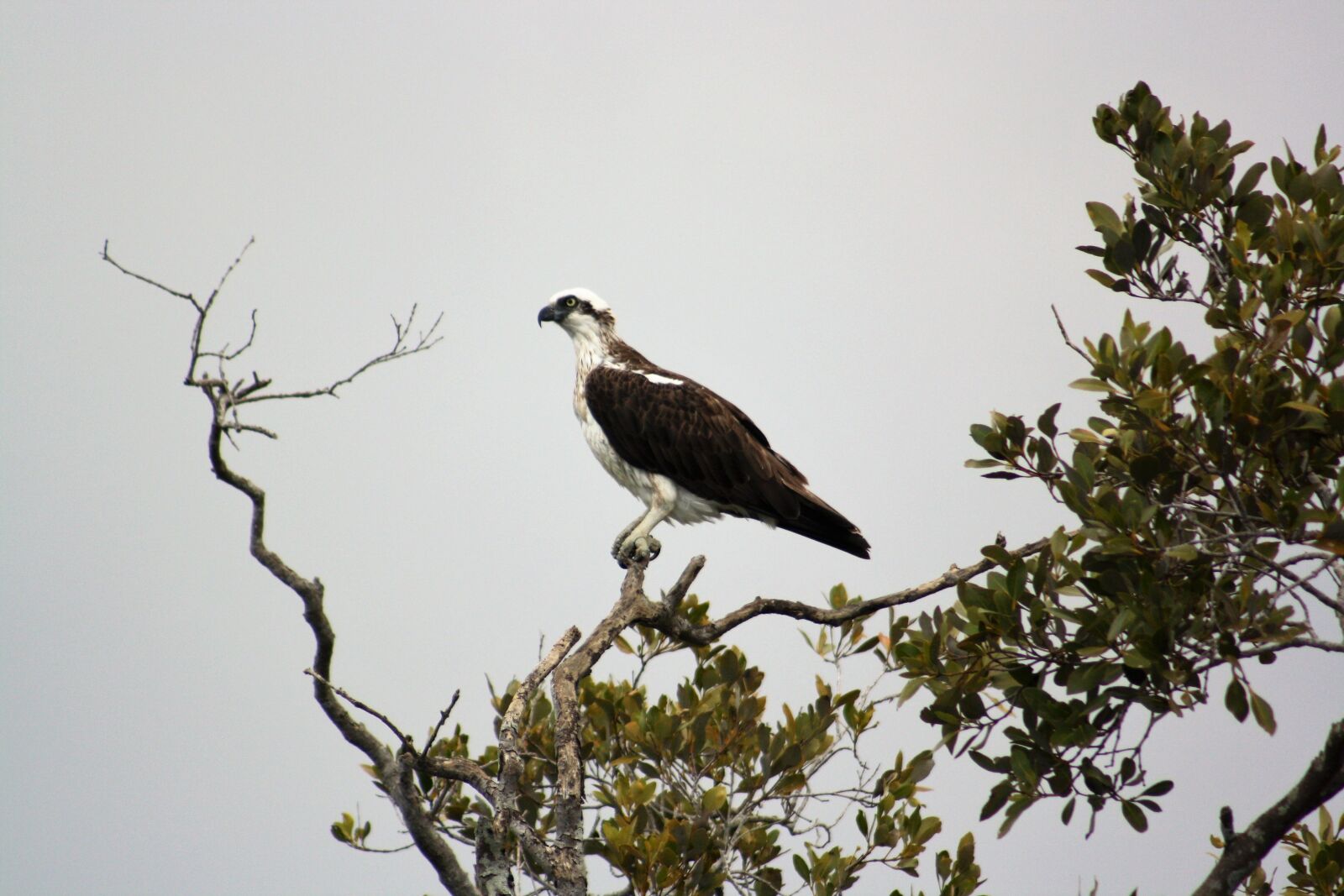 Canon EOS 1000D (EOS Digital Rebel XS / EOS Kiss F) sample photo. Osprey, nudgee, brisbane photography