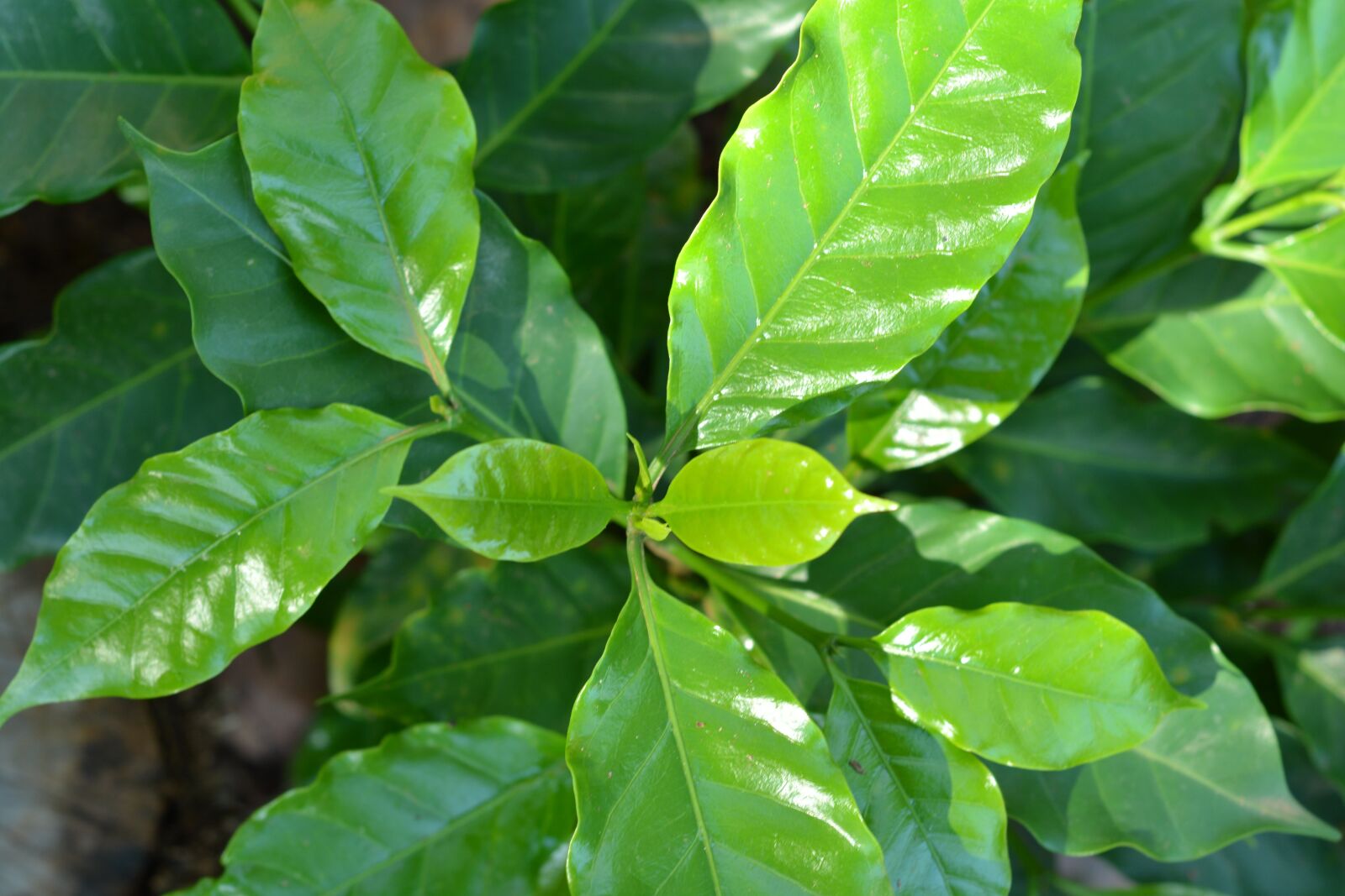 Nikon D5200 sample photo. Leaf, nature, green photography