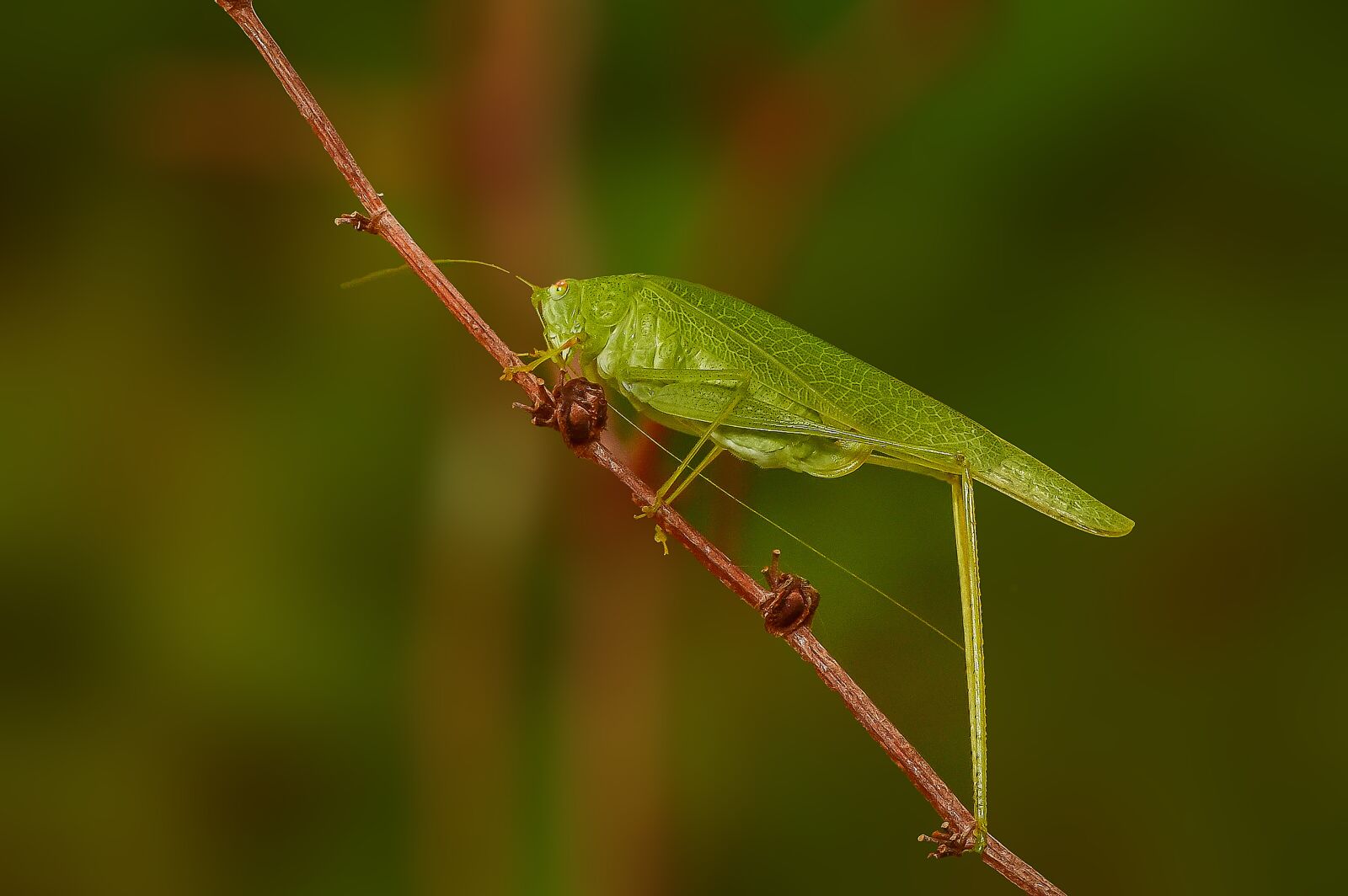 Nikon D810 sample photo. Grasshopper, macro, insect photography